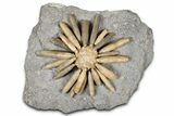 Jurassic Club Urchin (Asterocidaris) - Boulemane, Morocco #366905-1